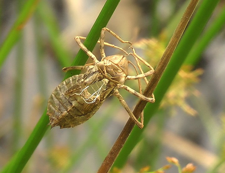 Schwarze Heidelibelle